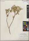 Foto von Salix lucida Muhl.